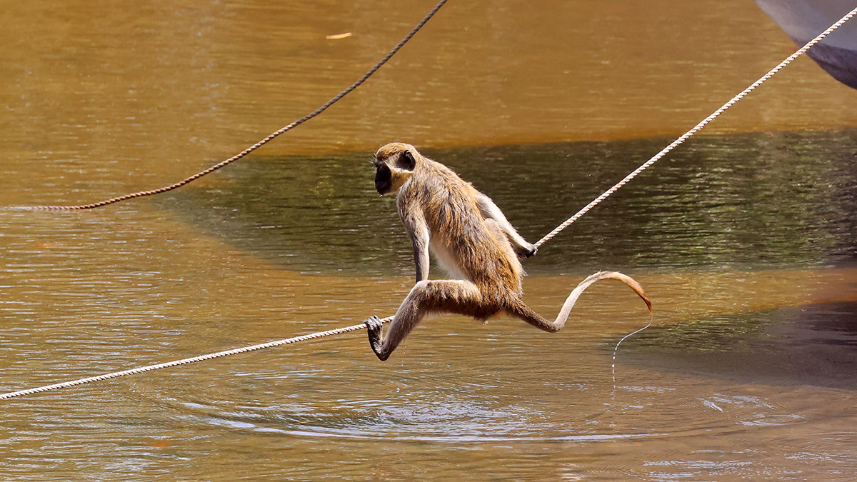 Green Vervet Monkey